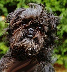 Affenpinscher, perro de tamaño toy de Alemania, de pelo duro y desordenado (foto 2)