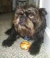 Affenpinscher, perro de tamaño toy de Alemania, de pelo duro y desordenado (foto 3)