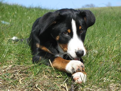 Boyero de Appenzell, perro de tamaño mediano de Suiza, de pelo corto doble y brillante (foto 2)