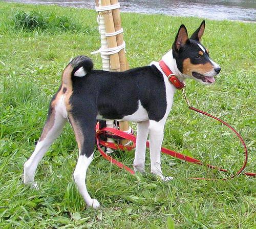 Basenji, perro de tamaño mediano de Congo, de pelo cortísimo y fino (foto 2)