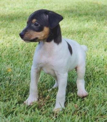 Ratonero Bodeguero Andaluz, perro de tamaño pequeño de España (Andalucía), de pelo corto (foto 6)