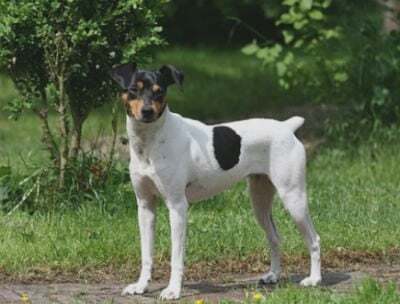 Ratonero Bodeguero Andaluz, perro de tamaño pequeño de España (Andalucía), de pelo corto (foto 5)