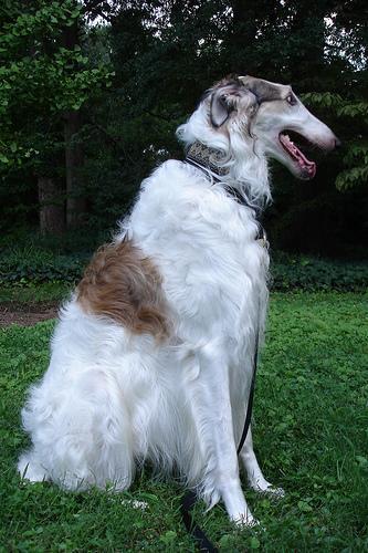 Borzoi / Galgo Ruso, perro de tamaño gigante de Rusia, de pelo largo (foto 5)