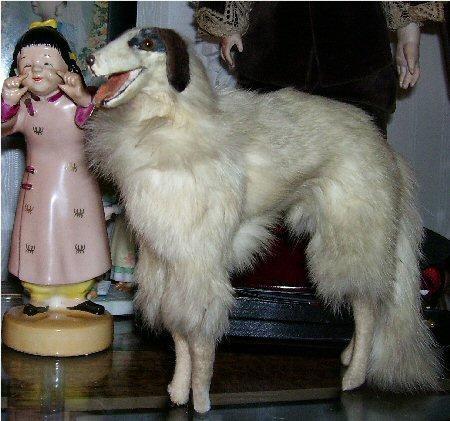 Borzoi / Galgo Ruso, perro de tamaño gigante de Rusia, de pelo largo (foto 4)