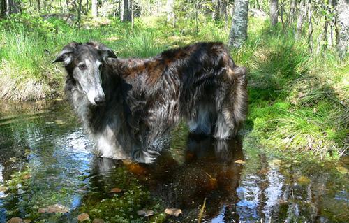 Borzoi / Galgo Ruso, perro de tamaño gigante de Rusia, de pelo largo (foto 2)