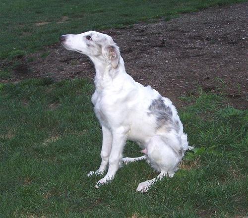 Borzoi / Galgo Ruso, perro de tamaño gigante de Rusia, de pelo largo (foto 3)