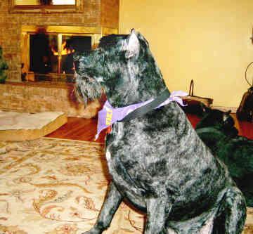 Bouvier des Flandres, perro de tamaño grande de Bélgica, de pelo duro (foto 2)