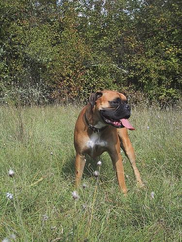 Bóxer, perro de tamaño grande de Alemania, de pelo corto y brillante (foto 3)