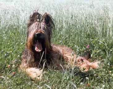 Briard, perro de tamaño grande de Francia, de pelo larguísimo (foto 4)