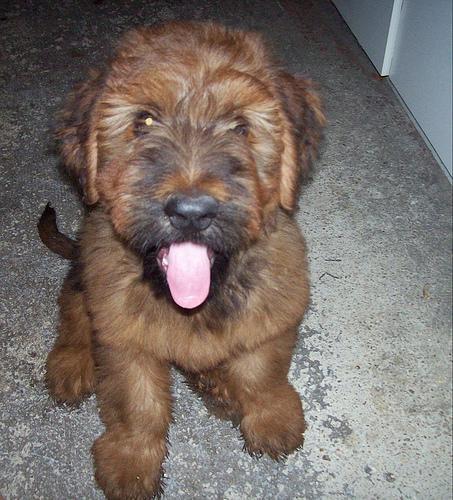 Briard, perro de tamaño grande de Francia, de pelo larguísimo (foto 3)
