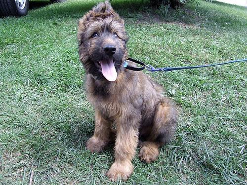Briard, perro de tamaño grande de Francia, de pelo larguísimo (foto 2)