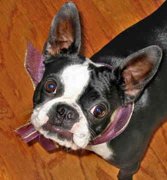 Bulldog de Boston, perro de tamaño pequeño de Estados Unidos, de pelo corto y liso (foto 2)