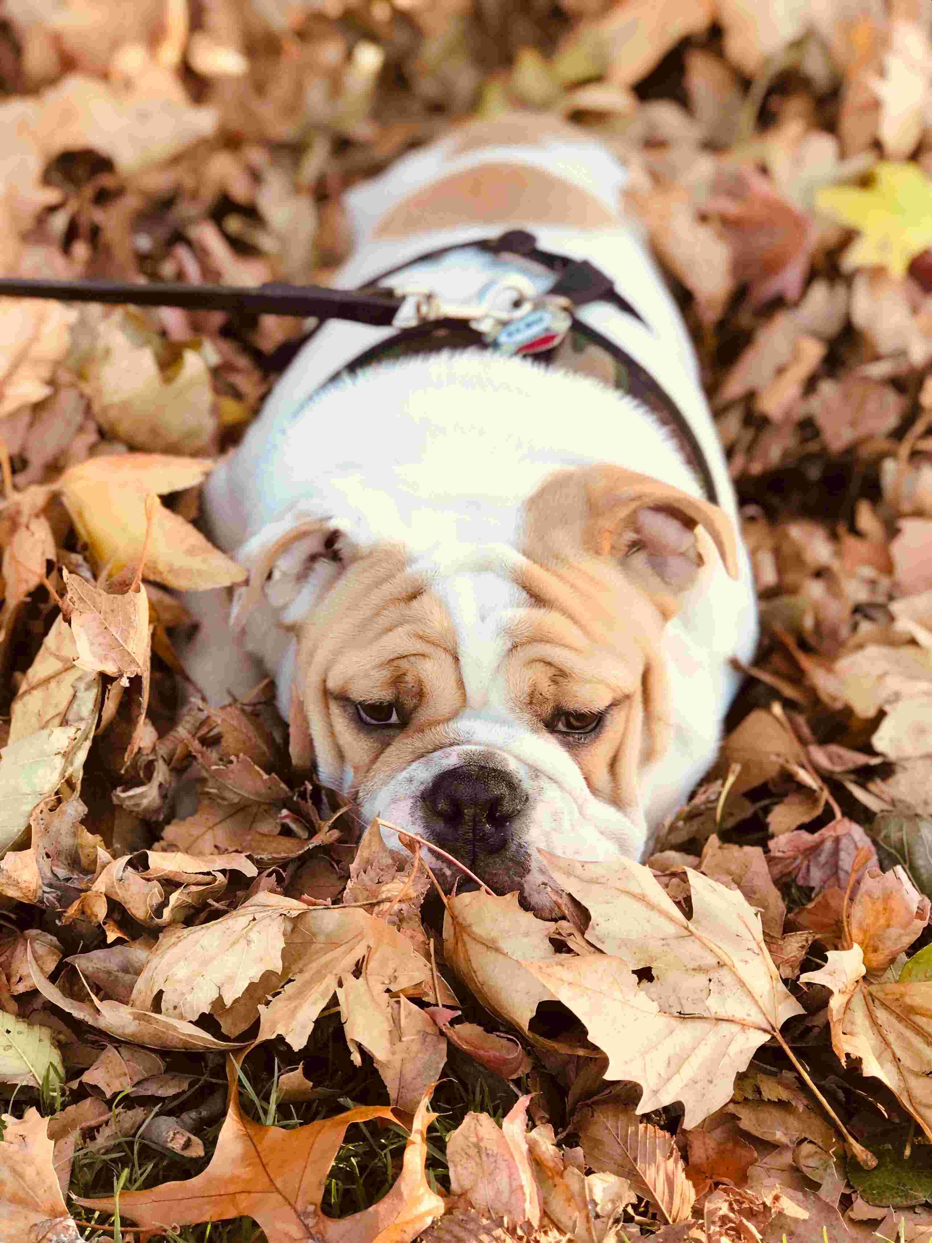 Bulldog Inglés, perro de tamaño mediano de Reino Unido, de pelo corto y liso