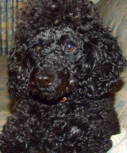 Caniche Enano, perro de tamaño pequeño de Alemania, de pelo rizado o cordado (foto 5)