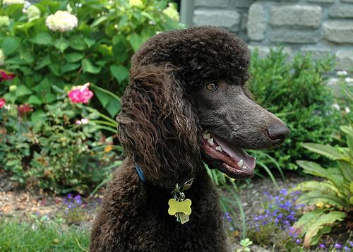 Caniche Grande, perro de tamaño grande de Alemania, de pelo rizado o cordado (foto 2)