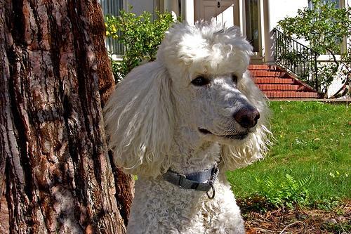 Caniche Grande, perro de tamaño grande de Alemania, de pelo rizado o cordado (foto 3)