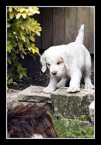 Clumber Spaniel, perro de tamaño mediano de Reino Unido, de pelo denso (foto 3)