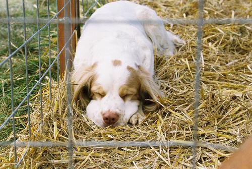Clumber Spaniel, perro de tamaño mediano de Reino Unido, de pelo denso (foto 2)
