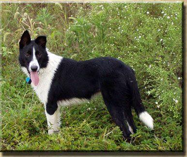 Border Collie, perro de tamaño mediano de Frontera Escocia-Inglaterra, de pelo doble (foto 2)