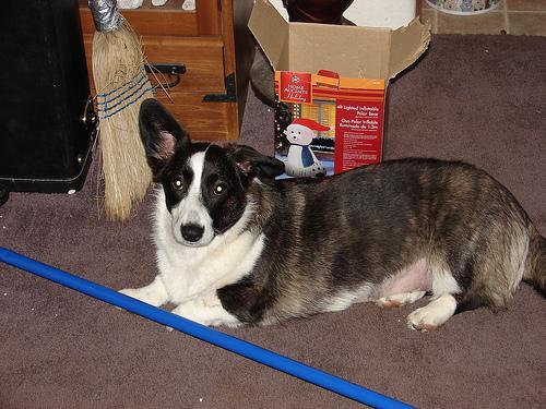 Welsh Corgi Cardigan, perro de tamaño pequeño de Gales, de pelo doble (foto 2)