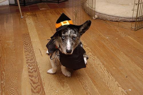 Welsh Corgi Cardigan, perro de tamaño pequeño de Gales, de pelo doble (foto 3)