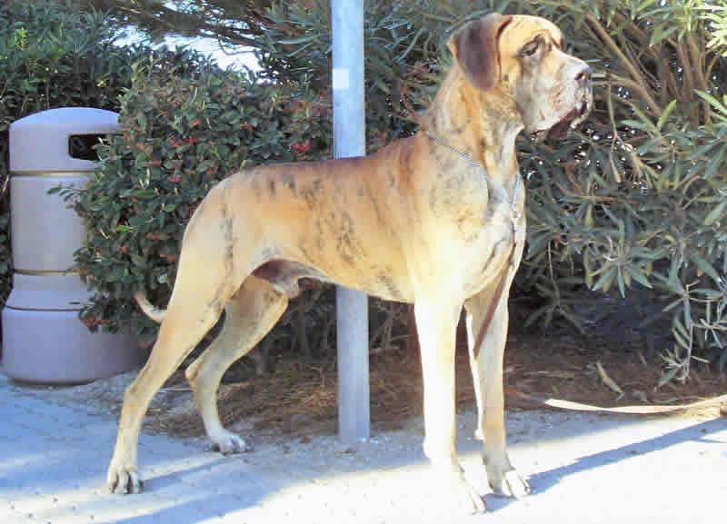 Gran Danés, perro de tamaño gigante de Alemania, de pelo corto y liso