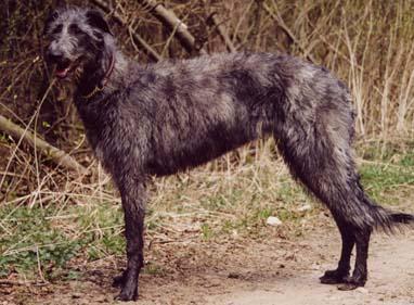 Deerhound Escocés, perro de tamaño gigante de Escocia, de pelo duro y áspero (foto 3)