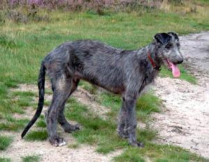Deerhound Escocés, perro de tamaño gigante de Escocia, de pelo duro y áspero (foto 4)