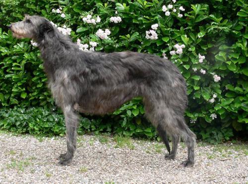 Deerhound Escocés, perro de tamaño gigante de Escocia, de pelo duro y áspero (foto 2)