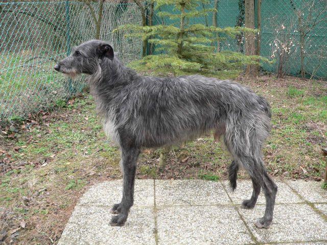 Deerhound Escocés, perro de tamaño gigante de Escocia, de pelo duro y áspero