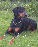 Dóberman, perro de tamaño grande de Alemania, de pelo corto y duro (foto 3)