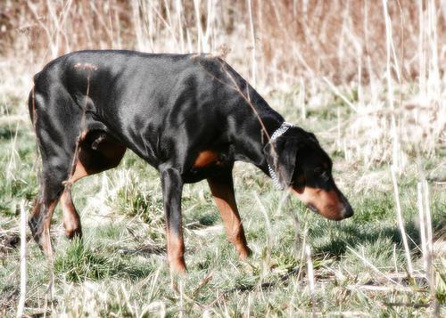 Dóberman, perro de tamaño grande de Alemania, de pelo corto y duro (foto 2)