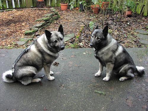 Elkhound Noruego, perro de tamaño mediano de Noruega, de pelo doble (foto 2)