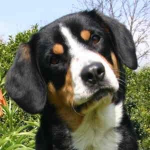 Boyero de Entlebuch, perro de tamaño mediano de Suiza, de pelo corto (foto 3)