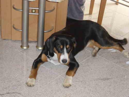 Boyero de Entlebuch, perro de tamaño mediano de Suiza, de pelo corto (foto 2)