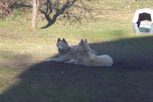 Perro Esquimal Americano, perro de tamaño mediano de Estados Unidos, de pelo doble (foto 2)