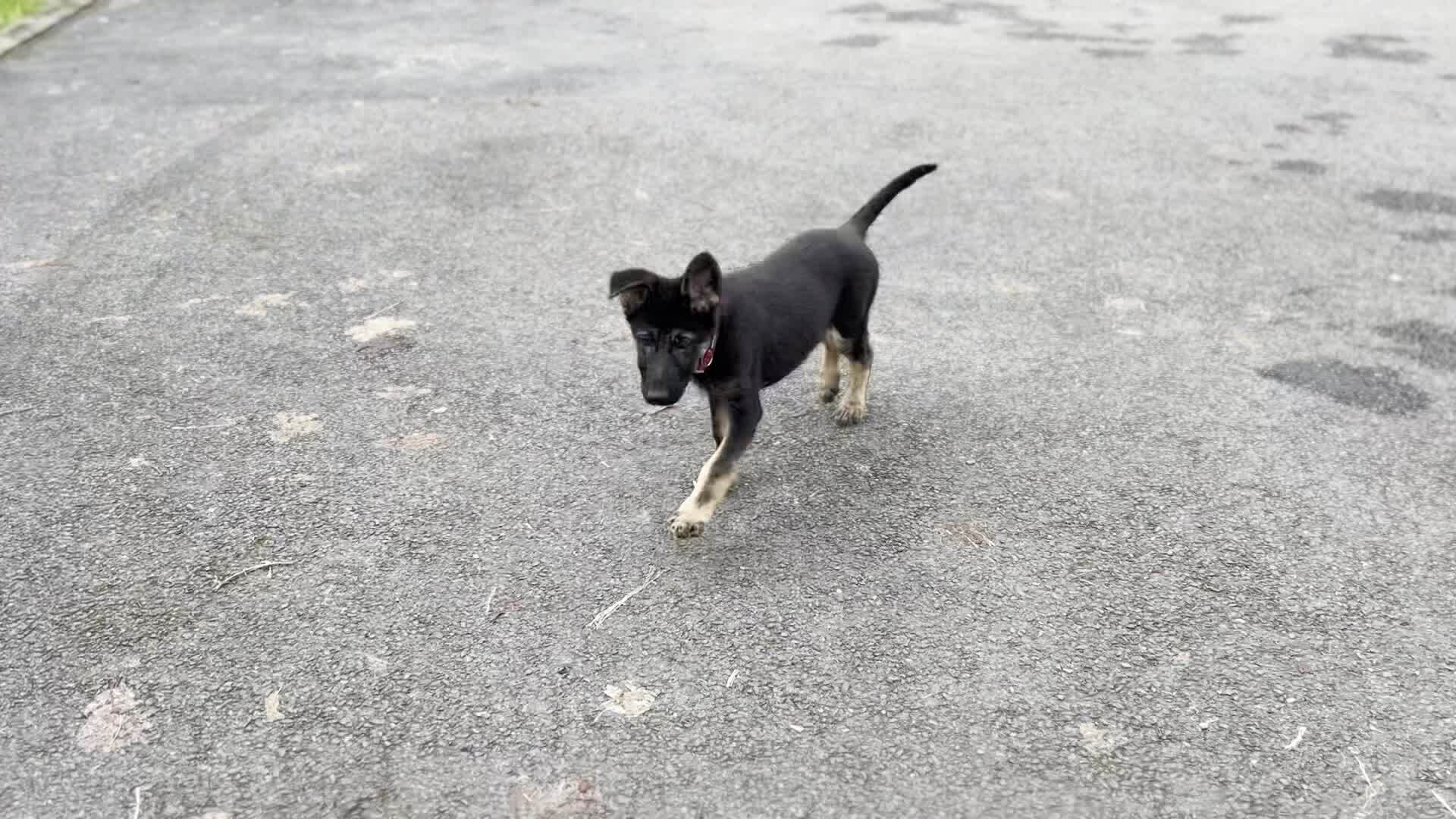 Pastor Alemán, perro de tamaño grande de Alemania, de pelo doble