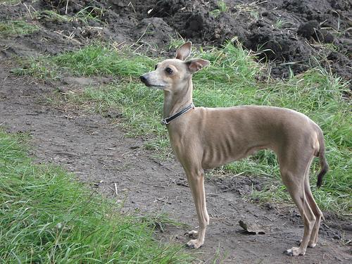 Galgo Italiano, perro de tamaño pequeño de Italia, de pelo cortísimo y fino (foto 2)