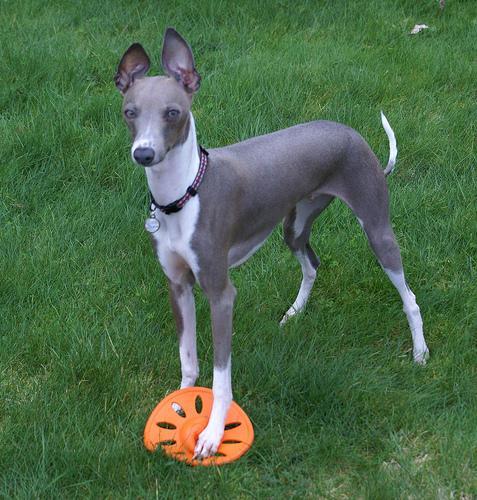 Galgo Italiano, perro de tamaño pequeño de Italia, de pelo cortísimo y fino (foto 3)