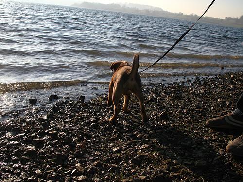 Grifón de Bruselas, perro de tamaño toy de Bélgica, de pelo duro y áspero (foto 2)