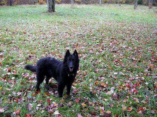 Pastor Belga Groenendael, perro de tamaño grande de Bélgica, de pelo largo doble (foto 2)