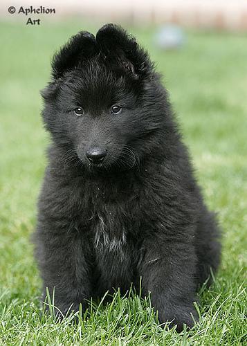 Pastor Belga Groenendael, perro de tamaño grande de Bélgica, de pelo largo doble (foto 5)