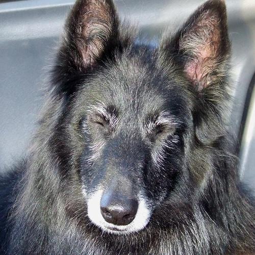 Pastor Belga Groenendael, perro de tamaño grande de Bélgica, de pelo largo doble (foto 3)