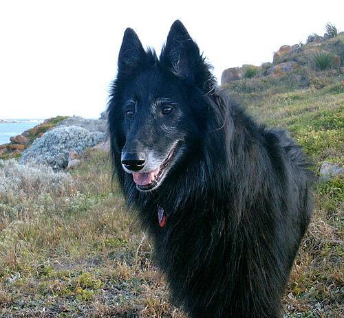 Pastor Belga Groenendael, perro de tamaño grande de Bélgica, de pelo largo doble (foto 4)