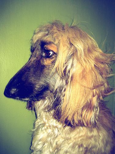 Galgo Afgano, perro de tamaño grande de Afganistán, de pelo muy largo (foto 3)