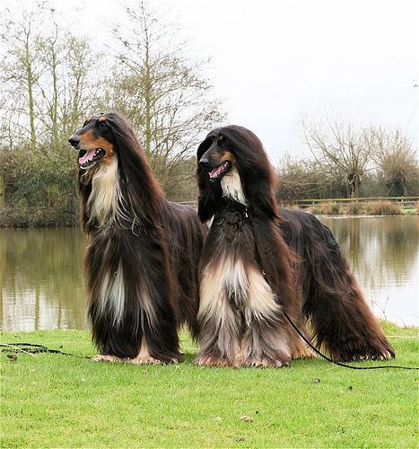 Galgo Afgano, perro de tamaño grande de Afganistán, de pelo muy largo (foto 2)