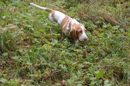 Basset Hound, perro de tamaño mediano de Francia, de pelo corto y duro (foto 2)