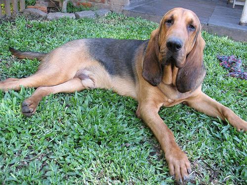 Bloodhound / San Huberto, perro de tamaño grande de Bélgica, de pelo corto y duro (foto 2)