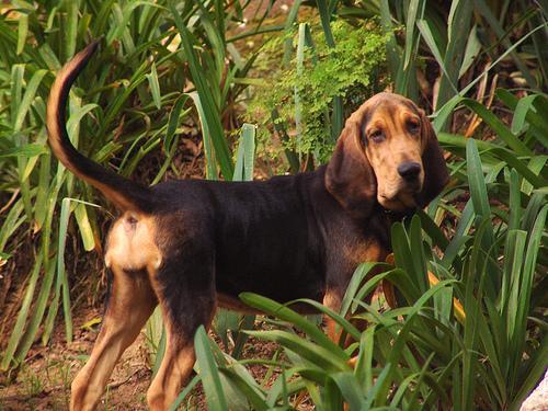 Bloodhound / San Huberto, perro de tamaño grande de Bélgica, de pelo corto y duro (foto 3)