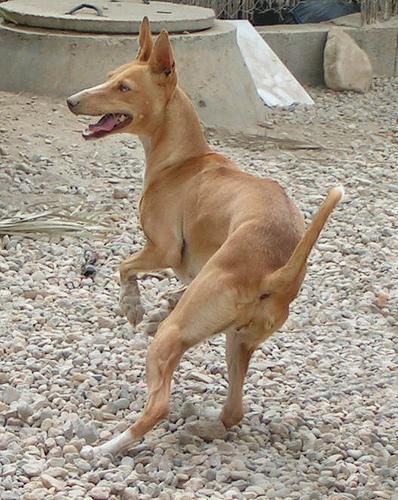 Podenco Ibicenco, perro de tamaño grande de España (Ibiza), de pelo corto o duro (foto 4)
